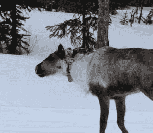 Klinse-Za Maternity Pen Newsletter